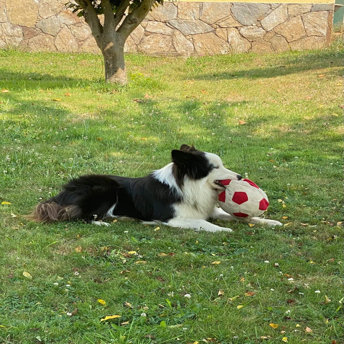 criadero-de-perros-maedrocan (5)