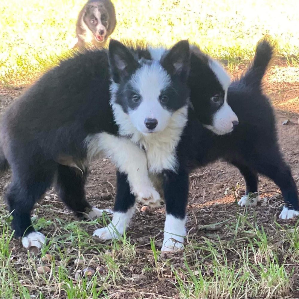 criadero-de-perros-maedrocan-pastor-australiano-cachorros